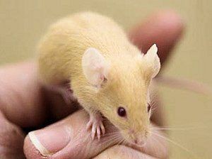 ハツカネズミの毛色 毛並遺伝について Drm Repfarm