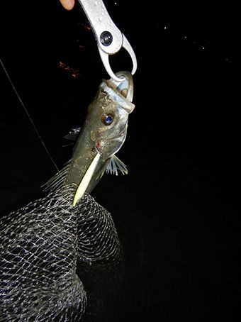 バチ抜けは期待薄 アミパターンで つりの話 そしてルアーの話