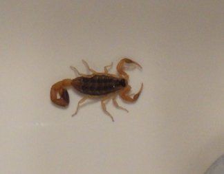 そうよ私はさそり座の女 さそりの毒はあとで効くのよ Angel 4 You From San Antonio