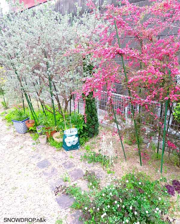 おすすめの庭木 植えて良かった庭木 ギョリュウバイ Snowdrop N Kのサクサク日記