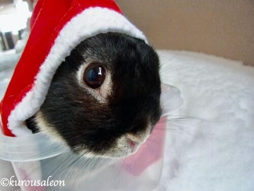 黒いうさぎのれおんくん便のお話 うさぎのぬいぐるみ : SNOWDROP.n&kの