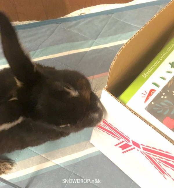 黒いうさぎのれおんくんから楽しいクリスマスプレゼントが届きました