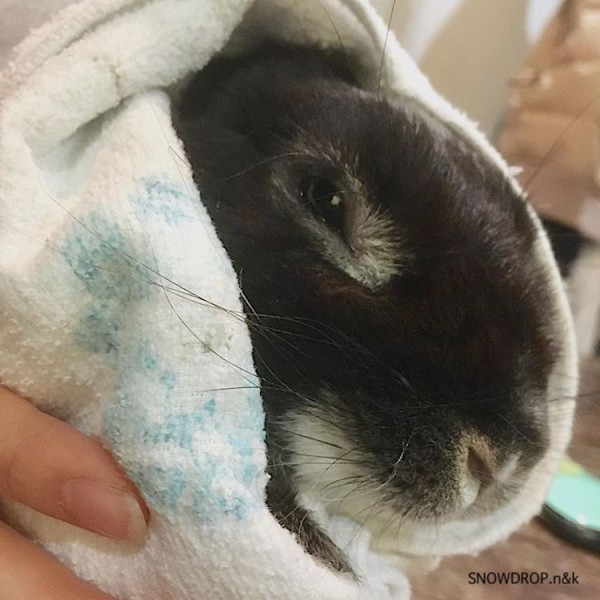 1枚裏面初期キズ　月の兎の末裔 黒ウサギ SP サイン入り　2枚 Amazon.co.jp: 兎咲ミミ 誕生日記念2023 直筆サイン ポスト