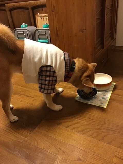 犬服の袖付け 自己流 柴犬モコモコ日記