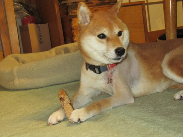 犬服の袖付け 自己流 柴犬モコモコ日記