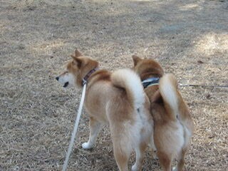 まるで本気の喧嘩 剣幕にびっくり 柴犬モコモコ日記