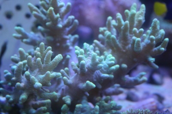 ソフトコーラルが入荷しました アクアマリン