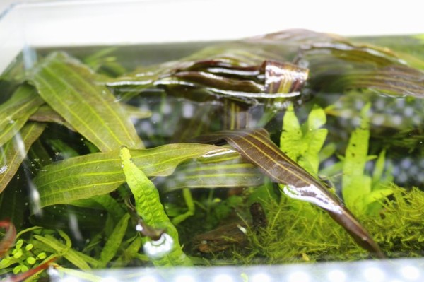 エキノドルスルビン アクアマリン エキノドルスルビン アクアマリン