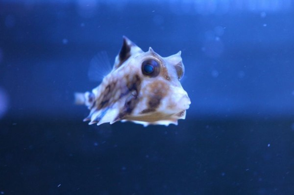 ラクダハコフグのご紹介です アクアマリン