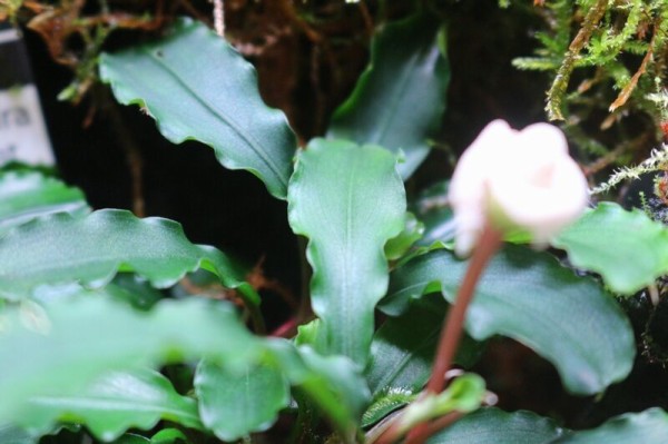 ブセファランドラが開花しました アクアマリン