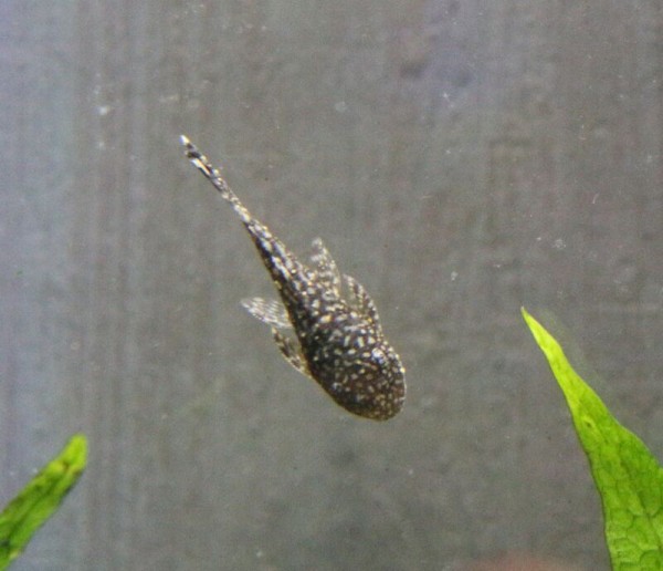 9月3日の入荷情報です アクアマリン