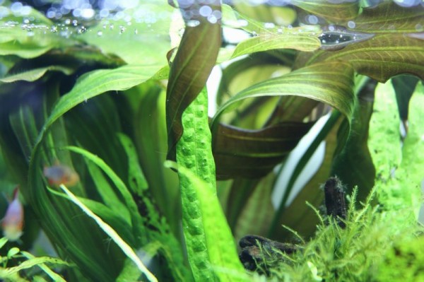 エキノドルスルビン アクアマリン エキノドルスルビン アクアマリン