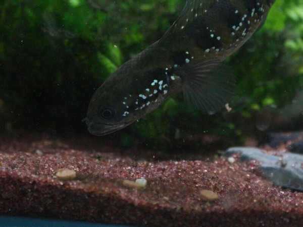 コウタイも慣れてきました アクアマリン