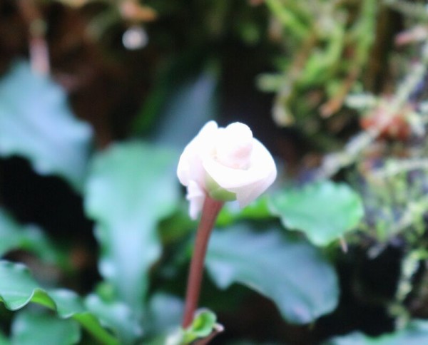 ブセファランドラが開花しました アクアマリン