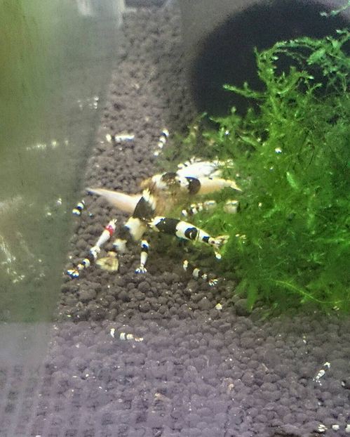 エビ水槽のお引っ越し アクアマリン