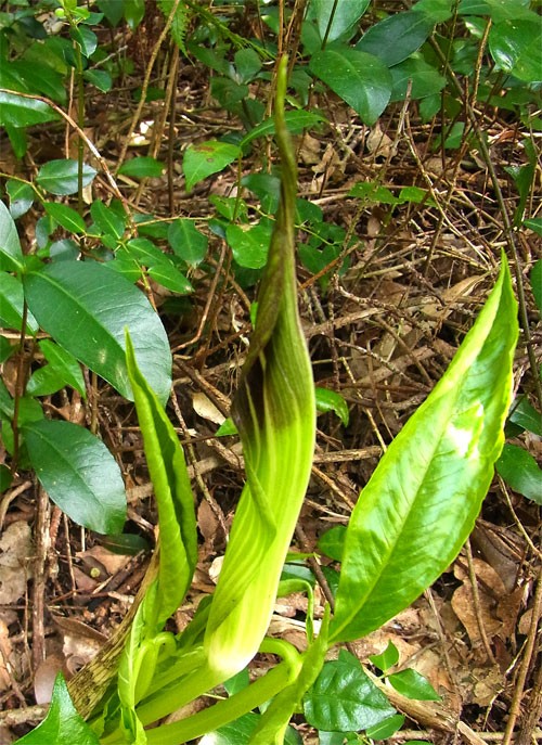 ハチジョウテンナンショウ 癒しの八丈島