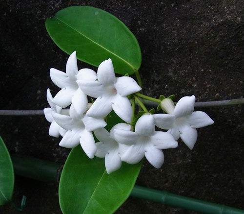 マダガスカルジャスミンの花 マイレ花 癒しの八丈島