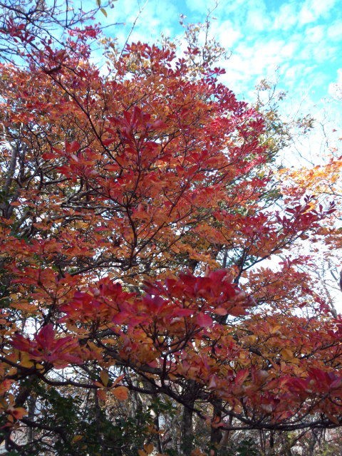 えびの高原 韓国岳の紅葉 Sobosan1756のブログ
