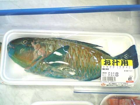 すっごい青いよ 釣りろぐ