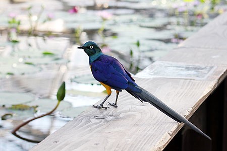 掛川花鳥園 2 : sola JOURNAL （β版）