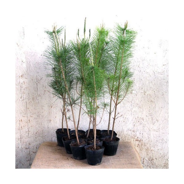 クロマツの育て方 管理方法 松盆栽の代名詞 黒松 Soma Green S Garden 相馬グリーンのお庭