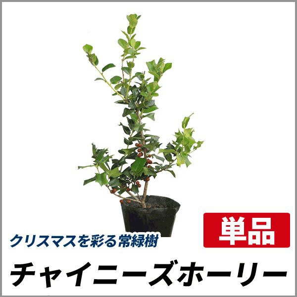 クリスマスツリーにおすすめのドイツトウヒやウラジロモミ 好評販売中です Soma Green S Garden 相馬グリーンのお庭