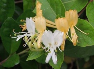 スイカズラの育て方 管理方法 冬を忍び 初夏に香るニンドウ Soma Green S Garden 相馬グリーンのお庭