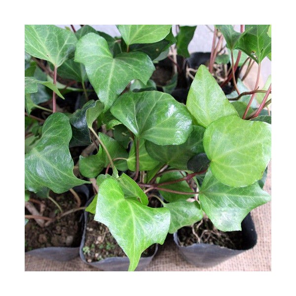 ヘデラ アイビー の育て方 管理方法 観葉植物やグランドカバーとしても人気の植物 Soma Green S Garden 相馬グリーンのお庭