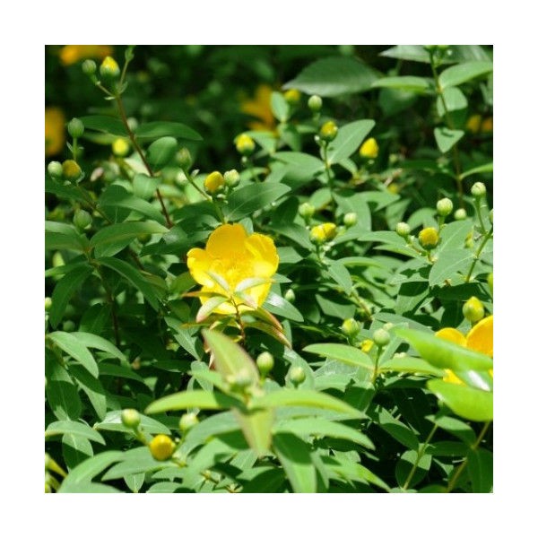 ヒペリカムの育て方 管理方法 おひさまのような明るい花 Soma Green S Garden 相馬グリーンのお庭