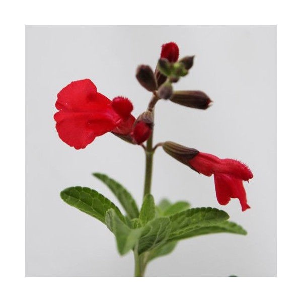 チェリーセージの育て方 管理方法 サクランボのような芳香の葉が特徴のハーブ Soma Green S Garden 相馬グリーンのお庭