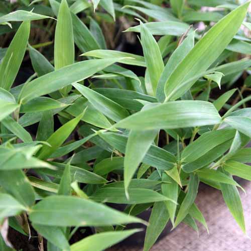 コグマザサの育て方 管理方法 緑の葉が美しいクマザサの矮性品種 Soma Green S Garden 相馬グリーンのお庭