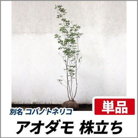 山採り 株立ち樹木のご紹介！ : Soma Green's Garden ～相馬グリーンのお庭～