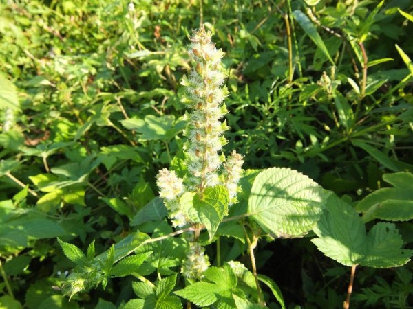 エゴマ Somekoの山野草日記