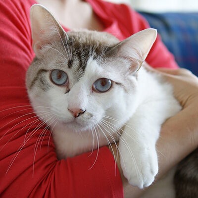 里親募集中 どしどし待っています 三度の飯 犬と猫