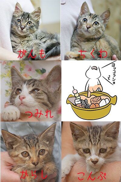 おでんの具は何が好きですか 里親さん通信 三度の飯 犬と猫