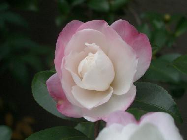 美しい関西弁 ありふれた毎日