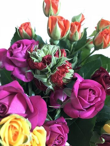 バラの花 ありふれた毎日