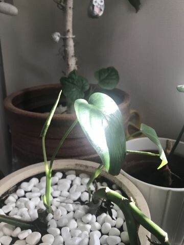 土に植え替えたモンステラと 土に埋もれていたゼフィランサスの球根 ありふれた毎日