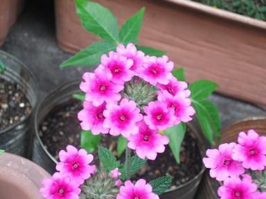 絞りのような花 ありふれた毎日