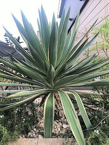 太陽の国の花々 ありふれた毎日
