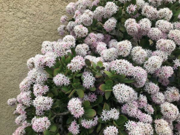 金のなる木に咲く花 ありふれた毎日