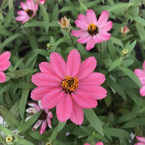 花の中に小さな花が ありふれた毎日