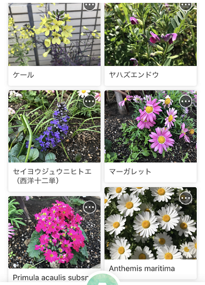 花の名前 ありふれた毎日