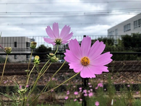 雑草のコスモスと花のコスモスの違い ありふれた毎日