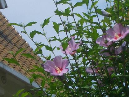 アオイ科の花 ありふれた毎日
