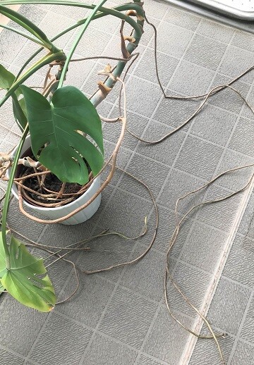 間違いだらけのモンステラの育て方 ありふれた毎日