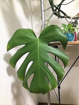 モンステラの植え替えと鉢選び ありふれた毎日