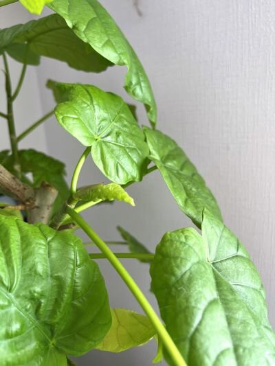 しわしわ＆艶々ウンベラータ : ありふれた毎日