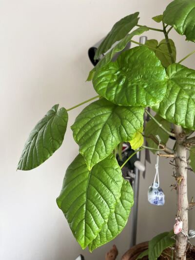 可愛らしいまがり ウンベラータ 葉付きが良くわさわさ 新芽たくさん 我が家のウンベラータ いつも冬になると全部葉っぱ剥げちゃう