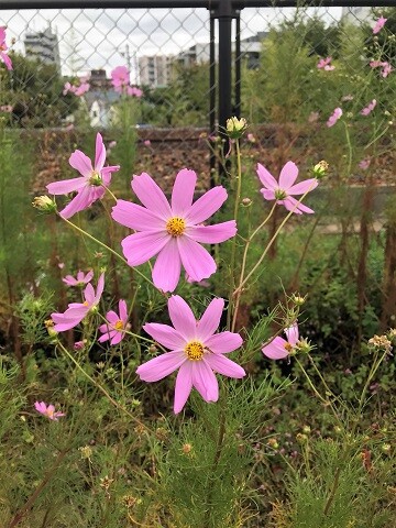 雑草のコスモスと花のコスモスの違い ありふれた毎日